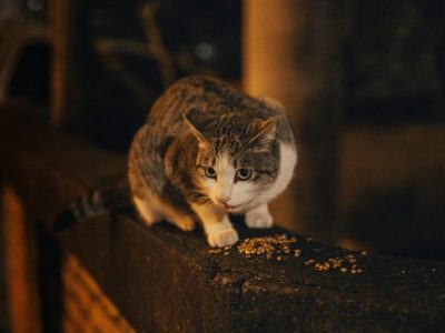 Konserve Kedi Maması Nasıl Saklanır?