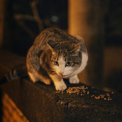 Konserve Kedi Maması Nasıl Saklanır?