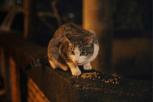Konserve Kedi Maması Nasıl Saklanır?