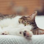 Eve Yeni Kedi Gelirken Alınması Gerekenler