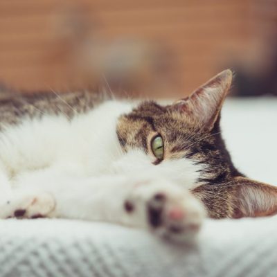 Eve Yeni Kedi Gelirken Alınması Gerekenler