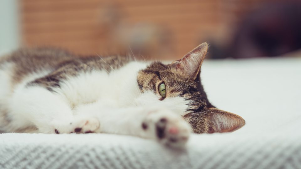 Eve Yeni Kedi Gelirken Alınması Gerekenler