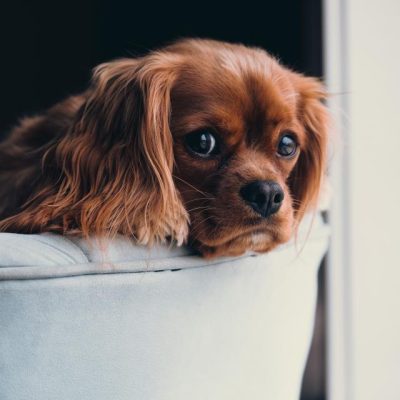 Eve Yeni Köpek Gelirken Alınması Gerekenler