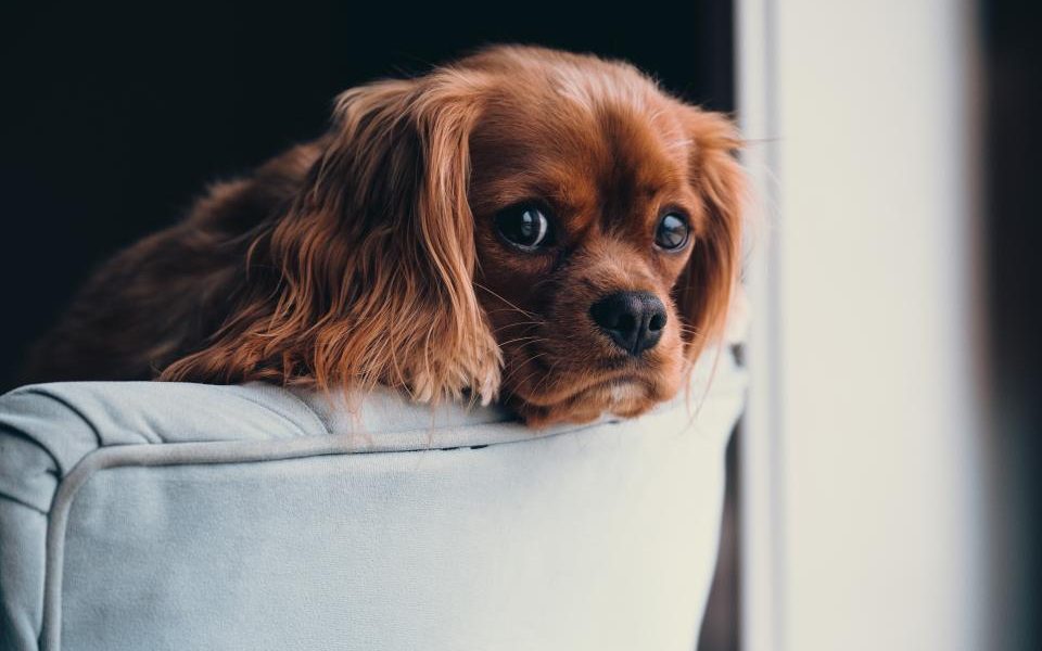 Eve Yeni Köpek Gelirken Alınması Gerekenler